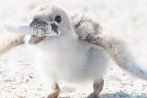 把烟头当食物喂孩子 雏鸟直接将垃圾吞下