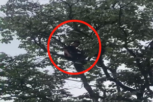 30多岁儿子吵不过父亲赌气上树 要求父亲道歉才肯下来