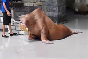 加动物园海象瘦骨嶙峋疑遭虐待 园方回应称“减重中”