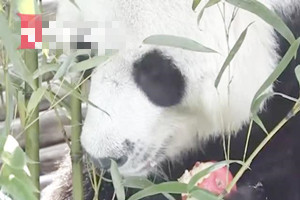 疑似噎死？ 19岁旅泰大熊猫创创死因有待调查