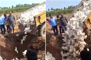 迷惑行为！印度农民怕感染病毒活埋6000只鸡