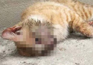 公务员领养流浪猫后虐死:人命都能=钱赔偿