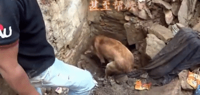 母爱伟大！小狗被埋废墟狗妈妈拼命求救援