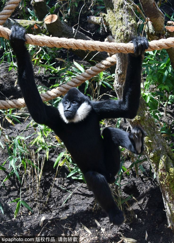 英动物园长臂猿 "飞檐走壁"身手敏捷