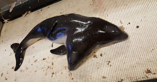 荷兰渔民意外发现全球首只双头鼠海豚(组图)