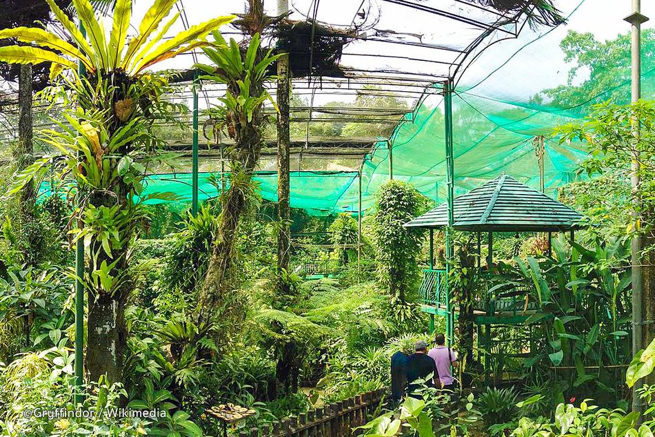 吉隆坡蝴蝶公园拥有超过8万平方英尺的园景花园