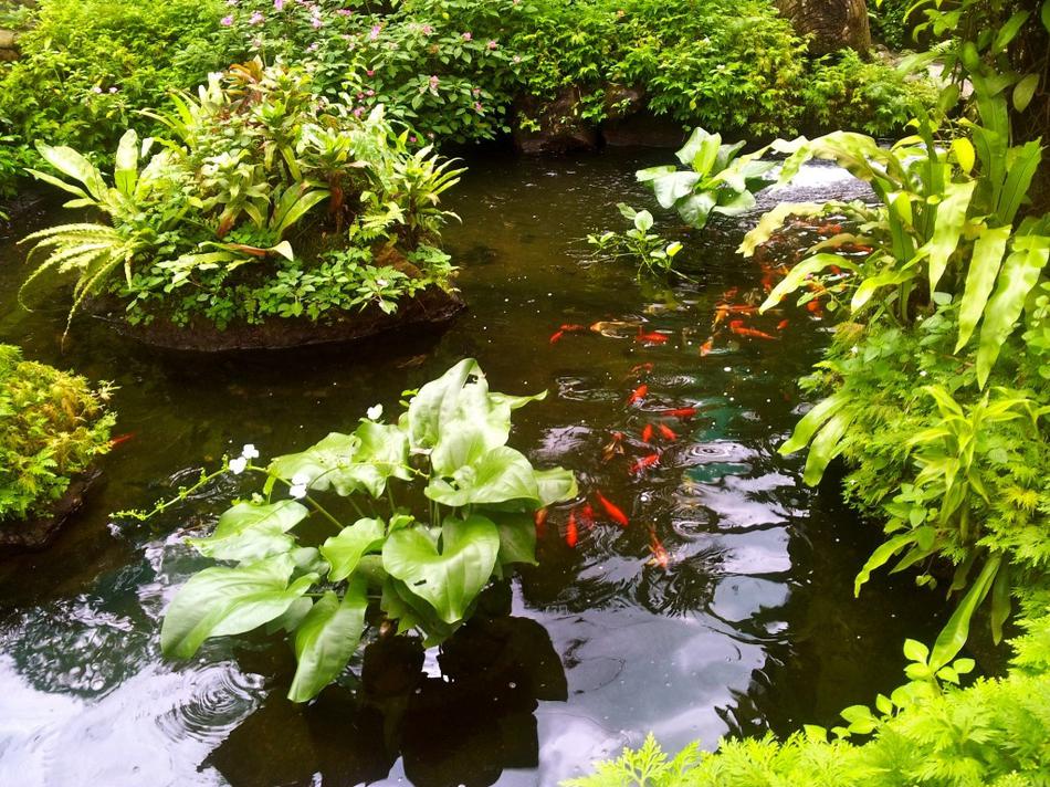 吉隆坡蝴蝶公园拥有超过8万平方英尺的园景花园