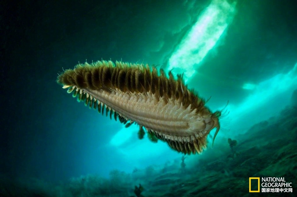 探索南极深海幻境