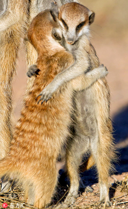南非狐獴全家福 两兄弟紧紧相拥