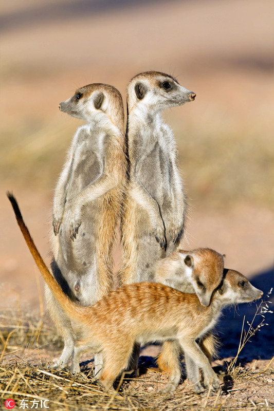 南非狐獴全家福 两兄弟紧紧相拥_高清图集_新浪网