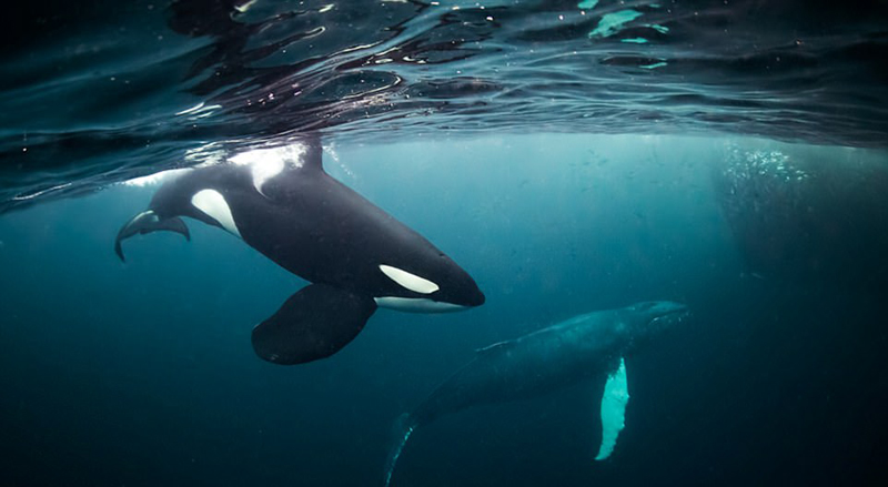 摄影师拍水下虎鲸 一改霸气展柔美