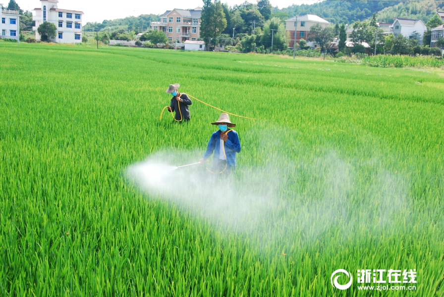 建德:防治水稻病虫害  机械助力增效力