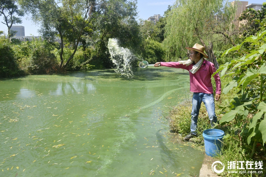 舟山:高温天治理蓝藻忙