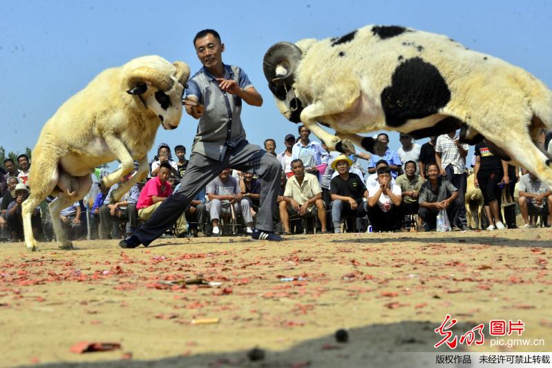 山东聊城举办乡村斗羊大赛