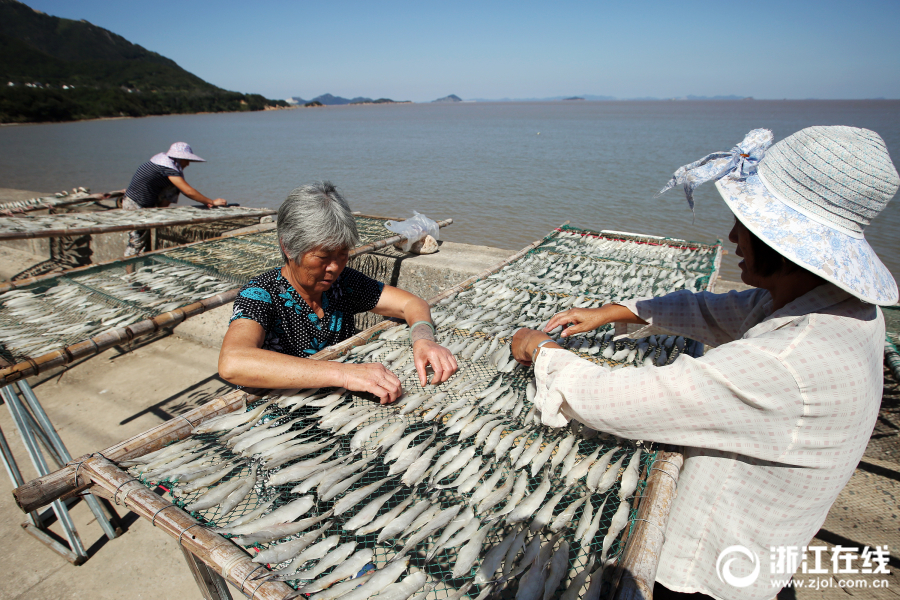 10月8日,舟山市普陀区塘头渔村,渔妇们正忙着翻晒龙头鱼鲞.
