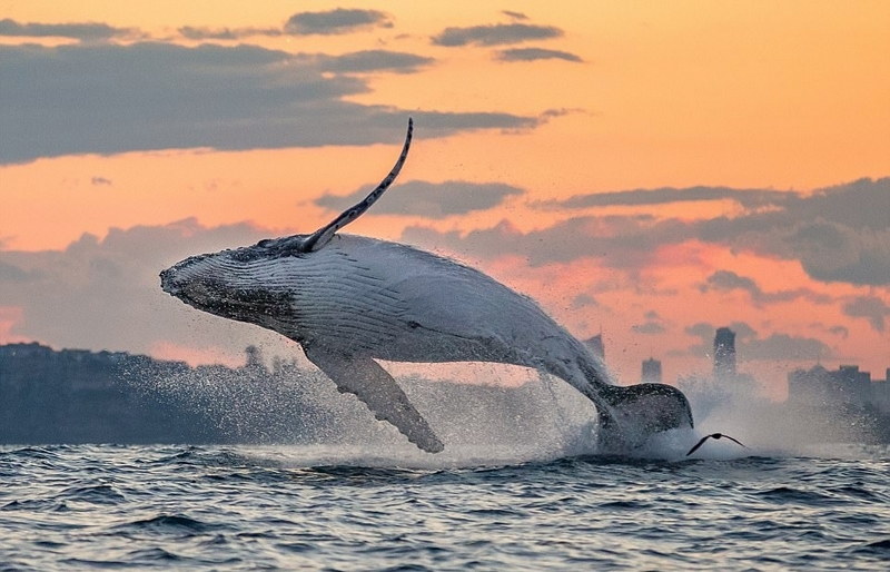 悉尼海岸座头鲸跃出海面嬉戏画面唯美
