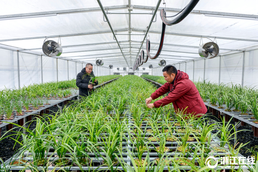 长兴:兰花取暖 含苞欲放