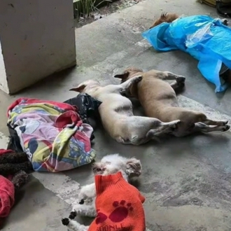 贵州10只宠物犬疑似被投毒警方已介入 手机新浪网