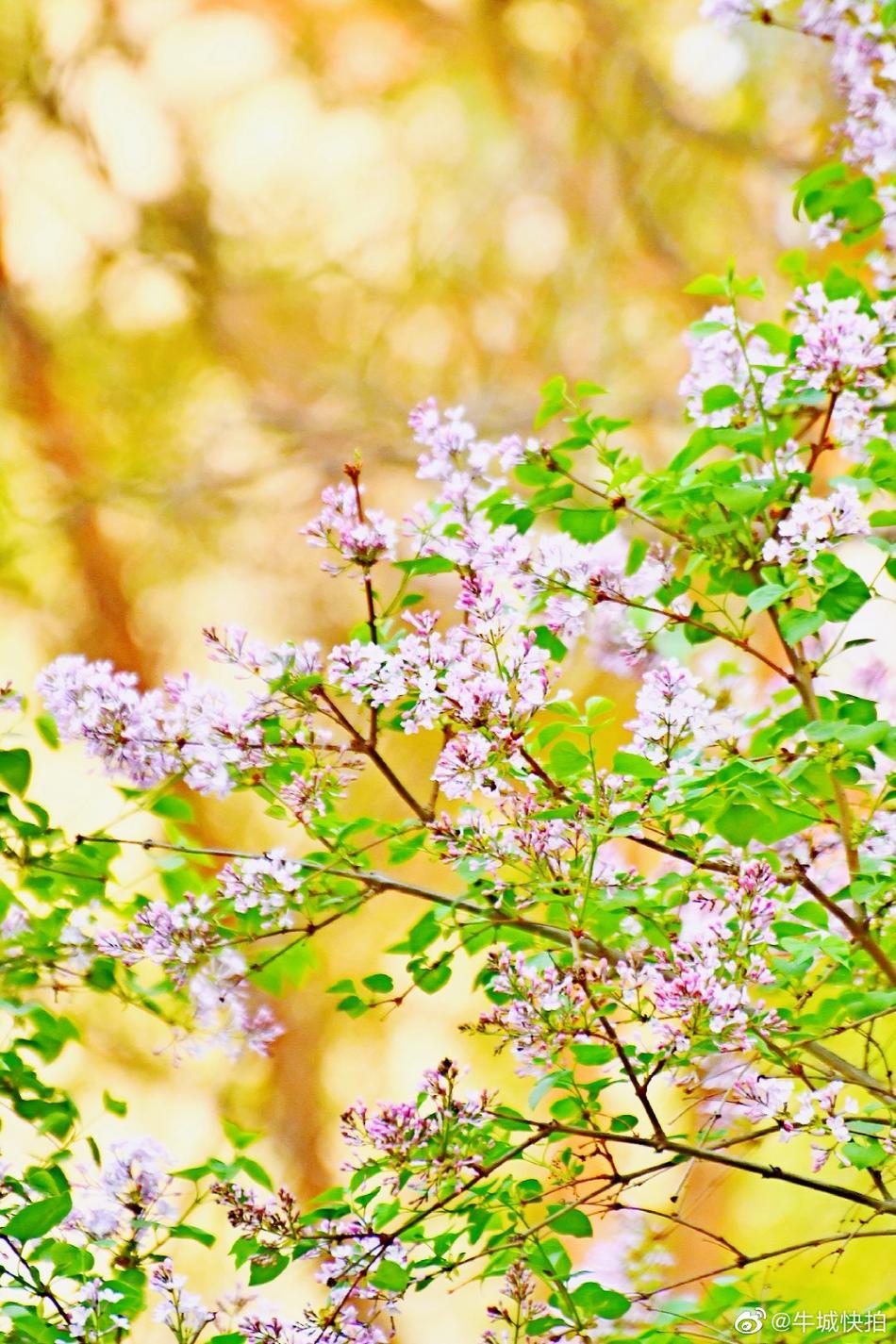 这个春天不寂寞，又一个丁香花开的季节来了
