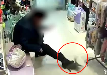 吉林一女子在宠物店虐猫 店主：猫咪还活着