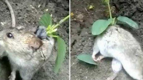 老鼠背上长出豆苗 从老鼠体内汲取营养存活