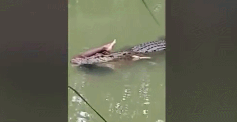 印尼鳄鱼将男子拖入水中 次日将尸体完好送回