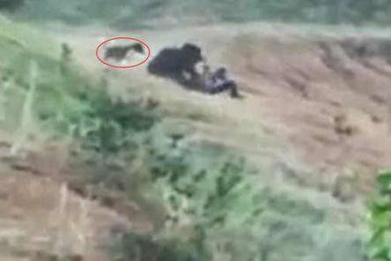 男子不听朋友劝告 执意与熊自拍被咬死