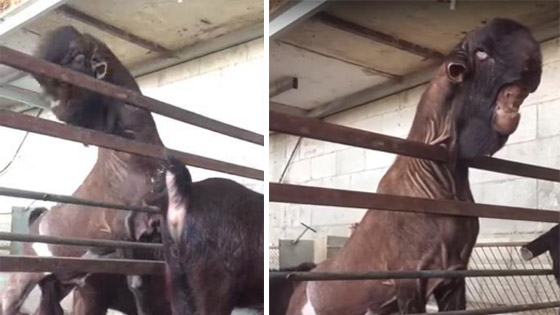 “世界最丑山羊”网拍 身价高达5万英镑