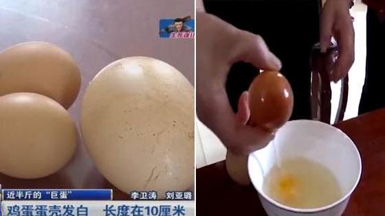 母鸡产下半斤重“巨蛋” 敲碎后众人惊呆