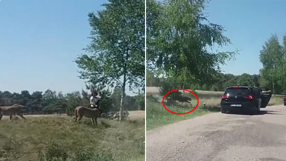 游客野生动物园内下车 被猎豹围攻>>