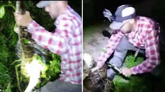 鳄鱼遭巨蟒活吞 捕蛇猎人出手助脱险