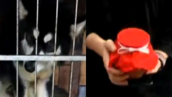 花两千元将爱犬寄养宠物店 十天后只见骨灰