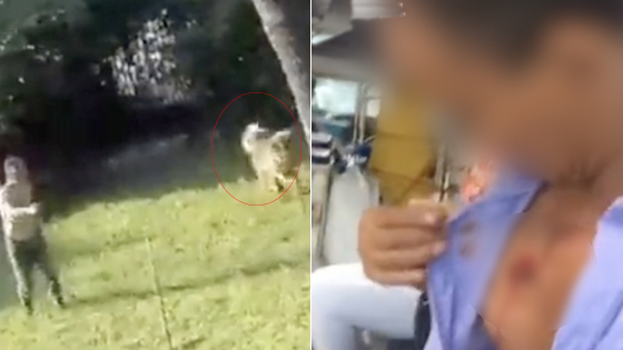 藏獒疯咬4人被民警击毙 主人：它不听我的