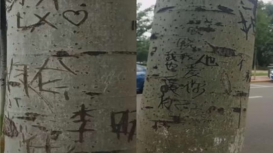 “爱情林”刻字，同学喊话情侣：别刻了