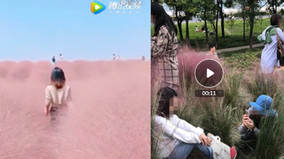 痛心！抖音上抖红的花海，竟成了这样
