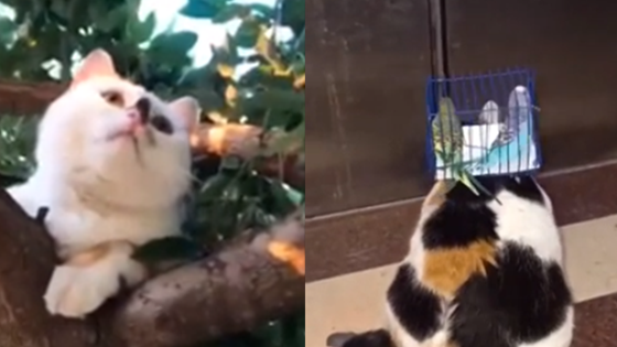 抖音上点赞290w的猫：原来猫还能这样玩？