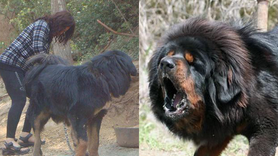 女子6年前被藏獒撕咬后患精神疾病 梦中还会学藏獒叫