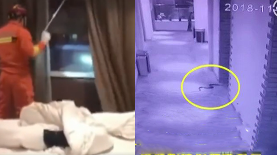 男子带蛇开房强奸女生被毒蛇咬身亡 警方已介入