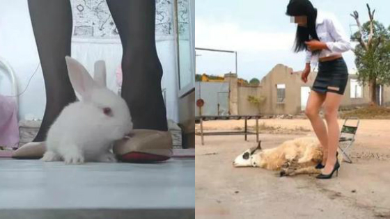 虐杀动物视频调查：定制和贩卖成产业链