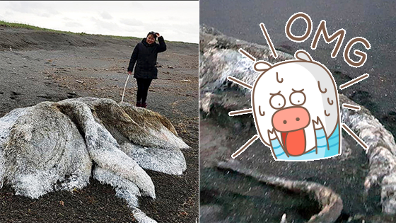天外来客？神秘巨兽现身海边 网友哗然