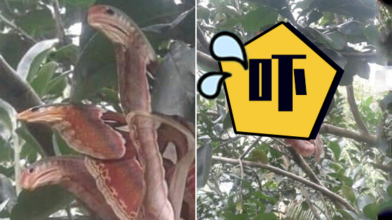 树上惊现血色“三头蛇” 走近一看傻眼