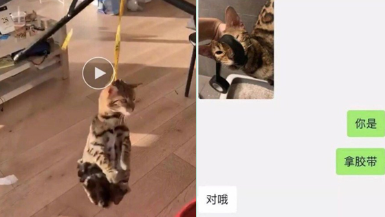 中国在英留学生被曝虐猫：猫尸体下落不明