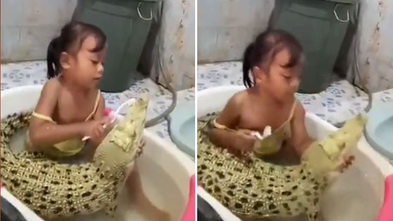 毫不畏惧！女童与鳄鱼共享浴盆为其刷牙