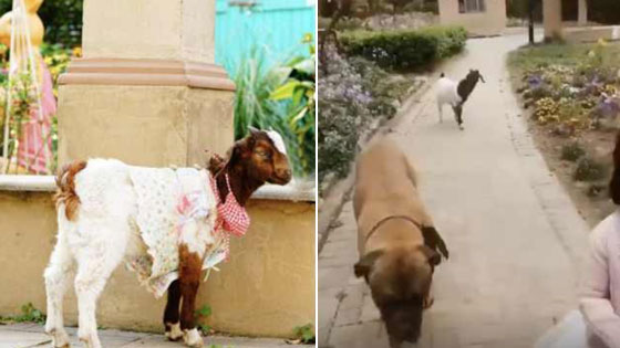 宫心计？宠物羊遭狗嫉妒 被狗带出小区弄丢