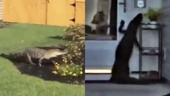 鳄鱼来“敲门” 院子里竟跑来只2米长流浪鳄鱼