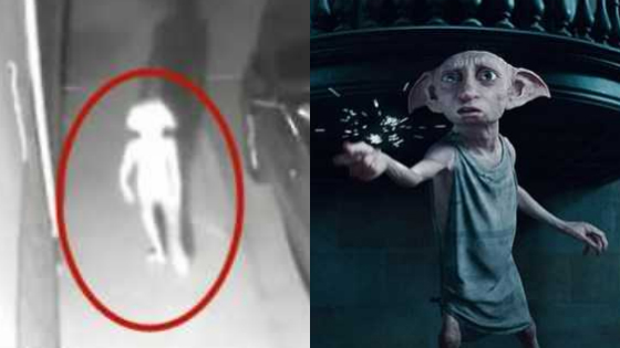 半夜拍到“诡异生物”吓坏女主 像极外星人