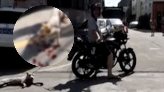 小狗遭人骑摩托拖行上百米 四肢磨烂血流不止
