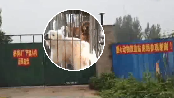 地下宠物繁殖场触目惊心 你的宠物或曾活在地狱