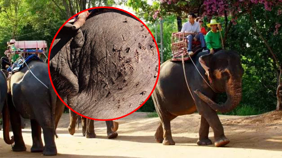 鲜血淋漓！大象被虐照片曝光