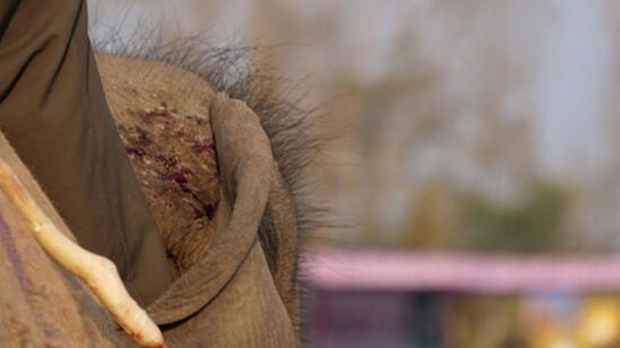 尼泊尔大象被抽打致伤口溃烂 驯象师：她不过是头大象
